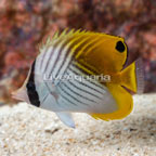 Auriga Butterflyfish (click for more detail)
