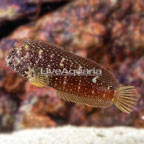 Starry Blenny (click for more detail)