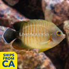 Red Stripe Eibli Angelfish (click for more detail)