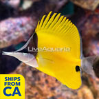 Longnose Butterflyfish [Blemish] (click for more detail)