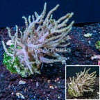 Sinularia Leather Coral Indonesia (click for more detail)