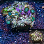 Protopalythoa Coral Vietnam (click for more detail)