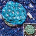 Dipsastrea Coral Indonesia (click for more detail)