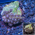 Zoanthus Coral Africa (click for more detail)