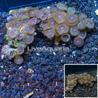 Zoanthus Coral Vietnam  (click for more detail)