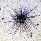 Black Longspine Urchin  (click for more detail)