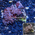 Pom Pom Xenia and Zoanthus Combo Rock Africa (click for more detail)