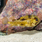 Porcupine Puffer (click for more detail)