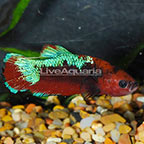 Hellboy Plakat Betta (click for more detail)