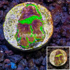 USA Cultured Wolverine Favia Coral (click for more detail)