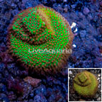 USA Cultured Screamin Demon Porites Coral (click for more detail)