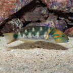 Goldbar Wrasse  (click for more detail)