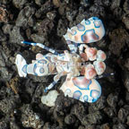 Harlequin Shrimp (click for more detail)