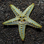 Knobby Green Sea Star (click for more detail)