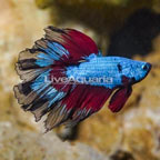 Rosetail Betta (click for more detail)