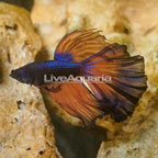 Mustard Rosetail Betta (click for more detail)