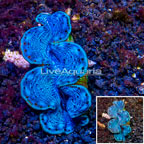 Maxima Clam (click for more detail)