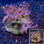 Tree Coral Indonesia (click for more detail)