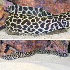 Tessalata Eel (click for more detail)