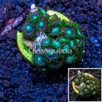 Zoanthus Coral Indonesia (click for more detail)