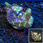 Zoanthus Coral Indonesia (click for more detail)