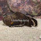 Reef Stonefish (click for more detail)