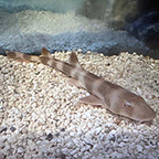 Brown Banded Bamboo Shark EXPERT ONLY (click for more detail)
