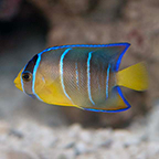 Queen Angelfish, Juvenile (click for more detail)