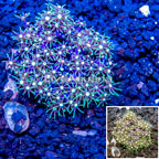 Starburst Polyps Indonesia (click for more detail)