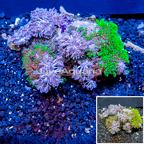 Pom Pom Xenia and Starburst Polyps Combo Rock Vietnam (click for more detail)