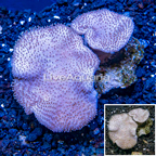 Toadstool Leather Coral Vietnam (click for more detail)