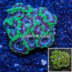 Acan Lord Coral Australia (click for more detail)