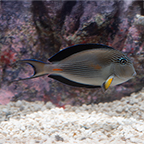 Sohal Tang (click for more detail)