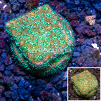 LiveAquaria® Cultured Jack-O-Lantern Leptoseris Coral (click for more detail)