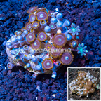 Zoanthus Coral Indonesia (click for more detail)