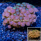 Zoanthus Coral Vietnam (click for more detail)