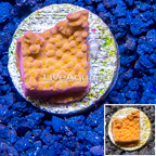 LiveAquaria® Cultured Montipora Coral (click for more detail)