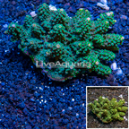 Acropora Coral Fiji (click for more detail)