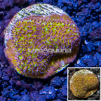 LiveAquaria® Cultured Jack-O-Lantern Leptoseris Coral (click for more detail)