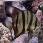 Atlantic Spadefish (click for more detail)