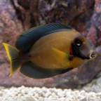 Chocolate Tang (click for more detail)