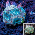 LiveAquaria® Cultured Goniastrea Brain Coral  (click for more detail)