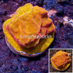 LiveAquaria® Cultured Jason Fox Lunar Leptoseris Coral (click for more detail)