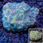 Australia Cultured Goniastrea Brain Coral (click for more detail)