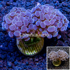 LiveAquaria® Cultured Hammer Coral (click for more detail)