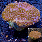 Toadstool Leather Coral Vietnam (click for more detail)