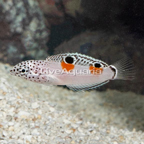 Twin Spot Wrasse (click for more detail)