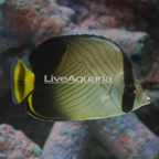 Vagabond Butterflyfish (click for more detail)