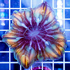 Cynarina Button Coral Indonesia (click for more detail)