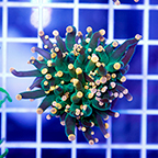 Torch Coral (click for more detail)